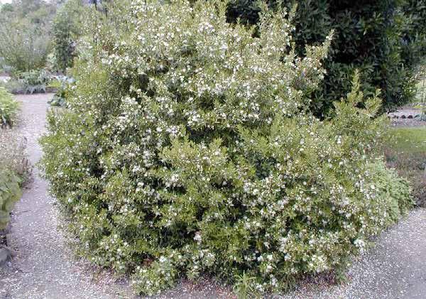 Myrtus communis Μυρτιά αειθαλές ύψος: 2-3 m πλάτος κόμης: 1.