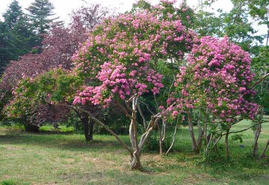 Lagerstroemia indica Λαγκερστρέμια φυλλοβόλο ύψος: 2-6 m πλάτος κόμης: 1.