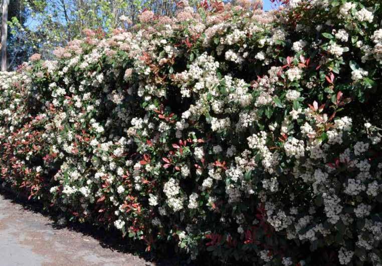 Photinia glabra Φωτίνια αειθαλές ύψος: 2-4 m πλάτος κόμης: 2-3 m σχήμα κομης: σφαιρικό