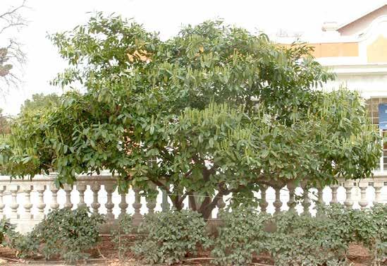 Prunus laurocerasus Δαφνοκέρασος αειθαλές ύψος: 3-6 m πλάτος κόμης: 2-4 m σχήμα κομης: