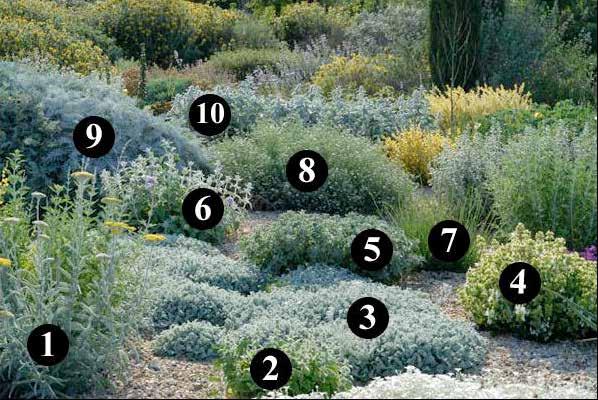 Euphorbia ceratocarpa 1. Achillea clypeolata 2. Ballota hirsuta 3. Tanacetum densum var. amanii 4. Salvia officinalis Albiflora 5.