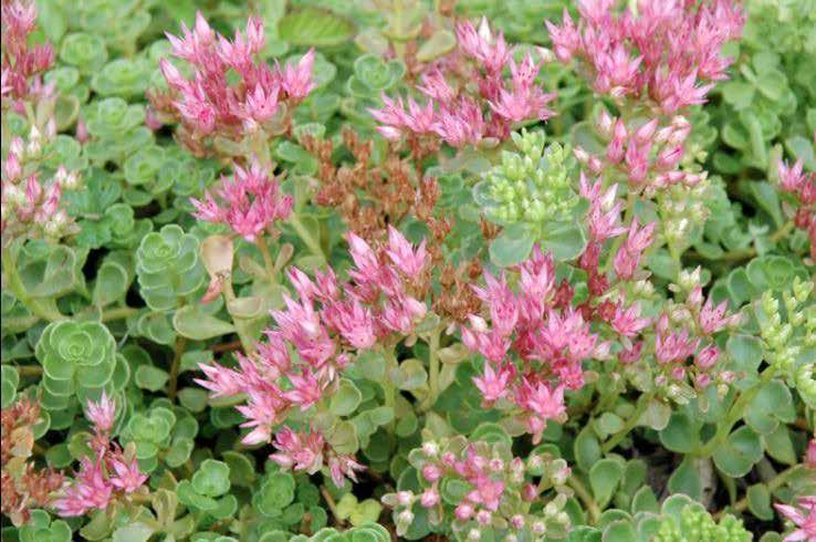 Sedum spurium - Sedum rupestre Σέδο ύψος: 0.1-0.15m πλάτος: 0.3-0.