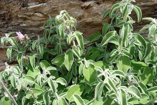 Salvia fruticosa Σάλβια (φασκόμηλο) ύψος: 0.3-0.8m πλάτος: 0.