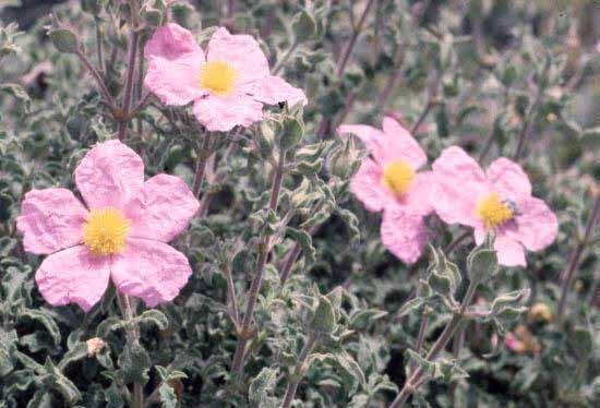 Cistus sp. (incanus, purpureus, salviifolius κ.α.) Κίστος (λαδανιά) ύψος: 0.6-0.8m πλάτος: 0.