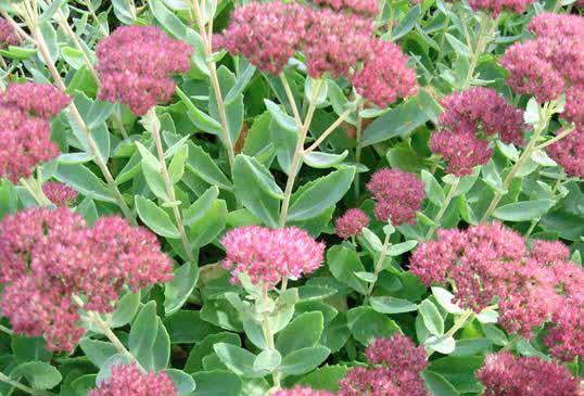 Sedum spectabile Σέδο ύψος: 0.45-0.