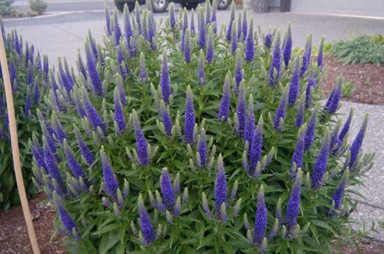 Veronica spicata Βερόνικα (ήβη) ύψος: 1m