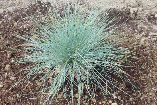 Festuca glauca Φεστούκα γλαυκή ύψος: 0.4m πλάτος: 0.