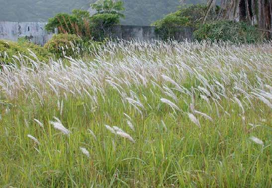 Imperata sp. (cylindrica, rubra, brevifolia κ.α.