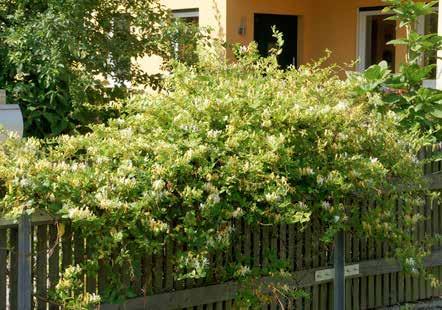 Lonicera caprifolium Αγιόκλιμα αειθαλές ύψος / πλάτος: 3-4 m / 3-4 m μορφή - σχήμα: κρεμοκλαδές /