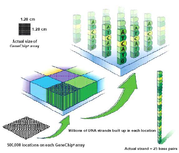 Α. 1.28 cm Μέγεθος πίνακα συστοιχιών GeneChips 1.28 cm Δ. Β. 500.000 θέσεις ολιγονουκλεοτιδίων/ανιχνευτών GeneChips Γ.