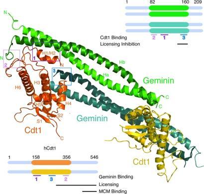 Εικόνα 1.15: Δομή του συμπλόκου Cdt1/Geminin στον άνθρωπο.