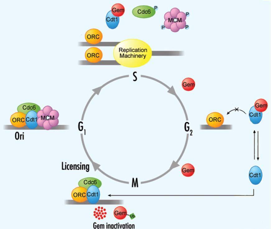 αποτρέπεται το φόρτωμα των MCMs στα σημεία έναρξης της αντιγραφής για δεύτερη φορά μέσα στον ίδιο κυτταρικό κύκλο και άρα την υπερ-αντιγραφή [44, 45].