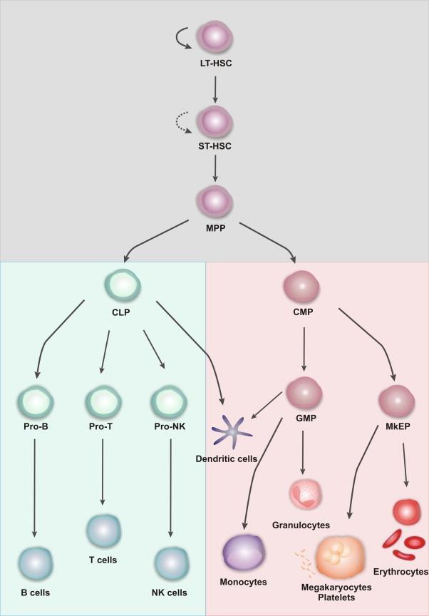 Εικόνα 1.19: Το µοντέλο του διαχωρισµού µεταξύ µυελοειδούς και λεµφοειδούς κυτταρικής µοίρας.