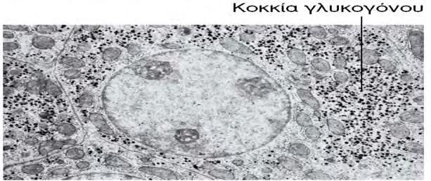 Εικόνα 11: Ηλεκτρονιομικρογραφία ενός ηπατικού κυττάρου. Τα πυκνά σωματίδια στο κυτταρόπλασμα είναι κοκκία γλυκογόνου [Stryer,20