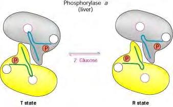 Εικόνα 19 : Απεικόνιση της αλλοστερικής ρύθμισης της ηπατικής φωσφορυλάσης. Η πρόσδεση της γλυκόζης μετατοπίζει την ισορροπία στη κατάσταση Τ και απενεργοποιεί το ένζυμο [Stryer L et al, 2012].