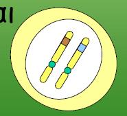 Αλληλόμορφα γονίδια: Βρίσκονται στις ίδιες θέσεις σε ομόλογα χρωμοσώματα και είναι παραλλαγή του ίδιου γονιδίου (δηλαδή αποθηκεύουν πληροφορίες για το ίδιο χαρακτηριστικό).