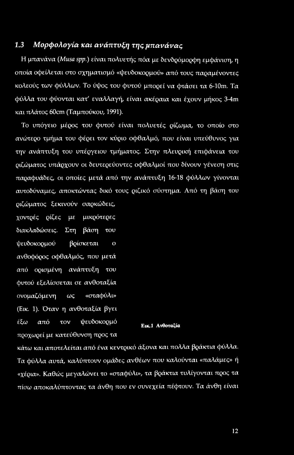 Το υπόγειο μέρος του φυτού είναι πολυετές ρίζωμα, το οποίο στο ανώτερο τμήμα του φέρει τον κύριο οφθαλμό, που είναι υπεύθυνος για την ανάπτυξη του υπέργειου τμήματος.