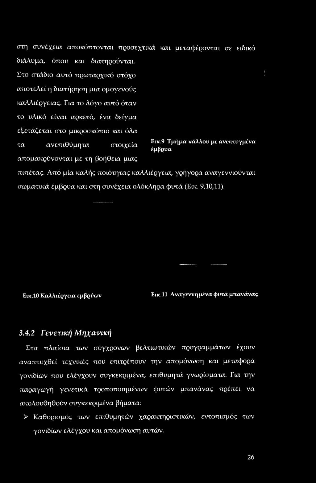 9,10,11). Εικ.10 Καλλιέργεια εμβρύων Εικ.11 Αναγεννημένα φυτά μπανάνας 3.4.