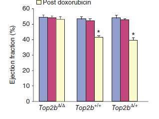 Μοριακή βάση καρδιοτοξικότητας από ανθρακυκλίνη Τopoisomerase-IIb: Cardiomyocyte-specific deletion of Top2b (encoding topoisomerase-iib): protects