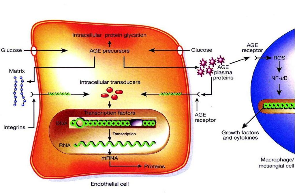 IL1,IGF1,TNFα, TGFβ,PDGF