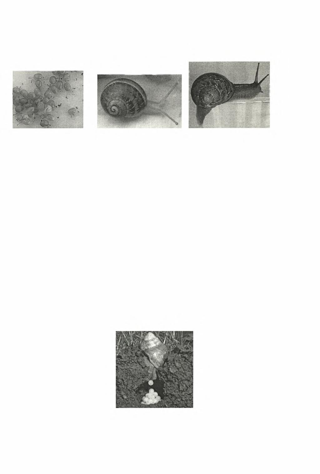 18 Εικόνα 4. Με τη σειρά από αριστερά: νεαρό, ανώριμο και ενήλικο στάδιο ατόμων του Helix aspersa (από: www.ecogen.dk). To Helix aspersa αποθέτει κατά μέσο όρο 100 αβγά σε κάθε απόθεση (Εικ.