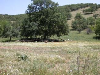 Δασογεωργικά Συνύπαρξη δασικών δένδρων, λιβαδικών