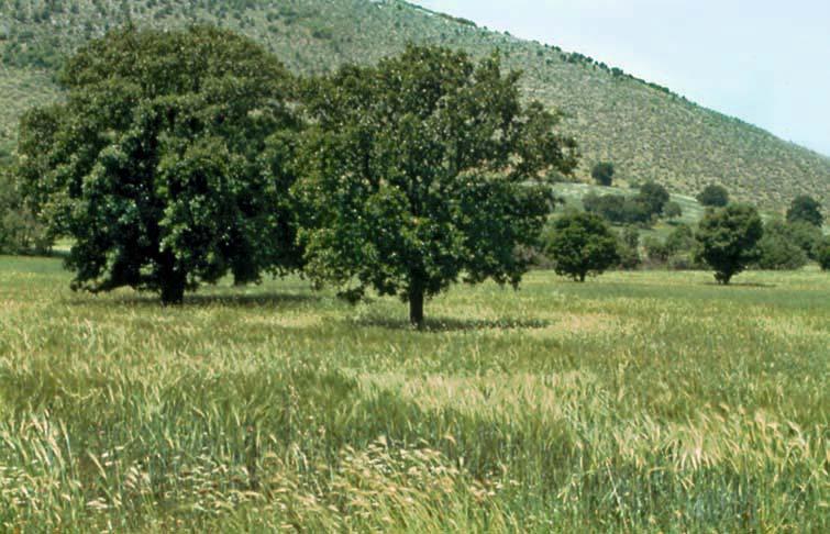 Σχήμα 1.1. Οι τρεις βασικές κατηγορίες αγροδασικών συστημάτων (Σχέδιο: Α. Σιδηροπούλου). 1.2.1. Δασογεωργικά συστήματα Πρόκειται για τα συστήματα εκείνα που συνδυάζουν δένδρα και γεωργική καλλιέργεια στο ίδιο χωράφι.