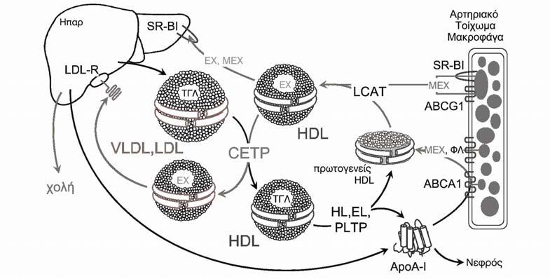 μεταβολισμός της HDL και η ανάστροφη μεταφορά χοληστερόλης