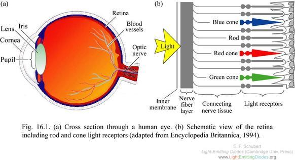 Το Ανθρώπινο Μάτι Δυο ειδών Φωτοϋποδοχείς: Ραβδία (περισσότερα, ευαίσθητα στην αλλαγή