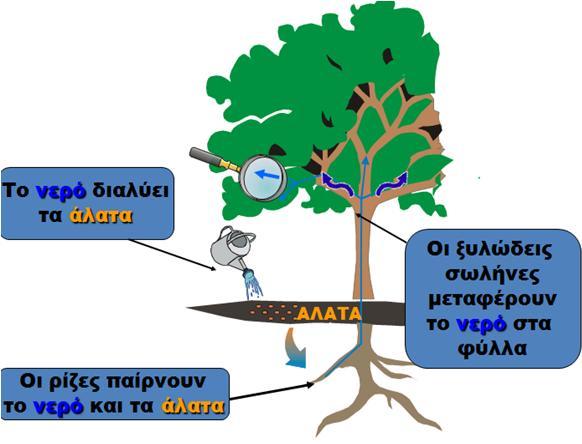 33o Μάζεκα XHMIKE ΑΝΣΗΓΡΑΔΗ ΣΟΤ ΕΩΝΣΑΝΟΤ ΟΡΓΑΝΗΜΟΤ Φσηνζύλζεζε, Πέςε ηξνθώλ, Μεηαβνιηζκόο Σε όινπο ηνπο δσληαλνύο νξγαληζκνύο γίλνληαη δηαξθώο αλαξίζκεηεο ρεκηθέο αληηδξάζεηο.