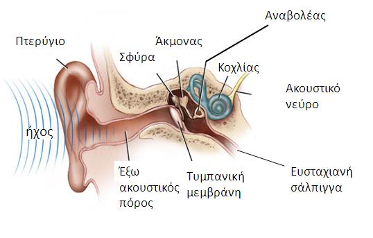 Κεφάλαιο 1: Στοιχεία ανατομίας και φυσιολογίας Η ακοή αποτελεί παράγοντα ζωτικής σημασίας για την αντίληψη και την παραγωγή προφορικού λόγου.