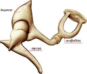 Αναβολέας: Είναι το πιο μικρό από τα ακουστικά οστάρια και το μικρότερο οστό του ανθρώπινου σώματος.