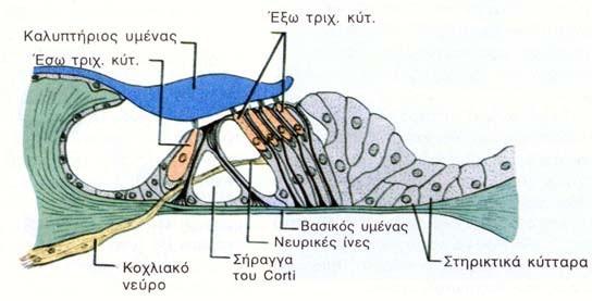 Εικόνα 1.