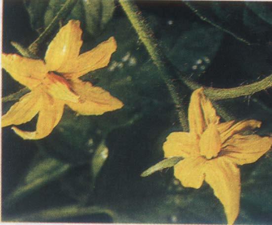 Άνθη: Σε ταξιανθίες των 2, 3 έως 20 ανθέων.