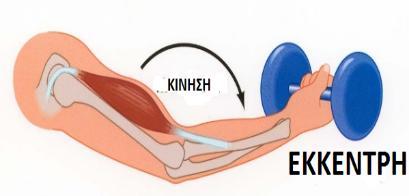 Έκκεντρη Μεγάλο Αρνητικό Ισομετρική Αμετάβλητο Μηδενικό Ισοτονική Μεταβαλλόμενο Σταθερό Το έργο που παράγει ένας μυς διαφέρει ανάλογα με το είδος της σύσπασης.