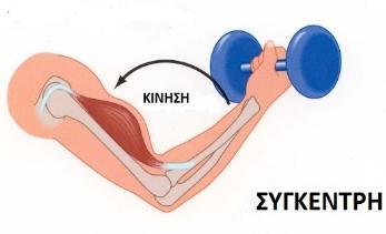 Κατά την έκκεντρη σύσπαση ο μυς επιμηκύνεται ενεργώντας ενάντια στην αντίσταση, παράγοντας αρνητικό έργο και αυτό έχει ως αποτέλεσμα να κερδίζει ο μυς τη μεγαλύτερη