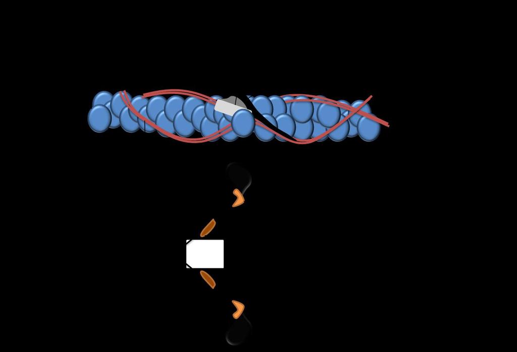Εικόνα 7: Δομή ακτίνης-μυοσίνης. Ξενοφώντος Α. (2015).