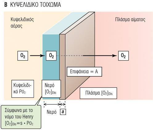 D L : ικανότητα διϊχυςησ του πνεύμονα. Τα φυςικϊ χαρακτηριςτικϊ του αερύου και του φραγμού ςυμβϊλουν ςτην D L.