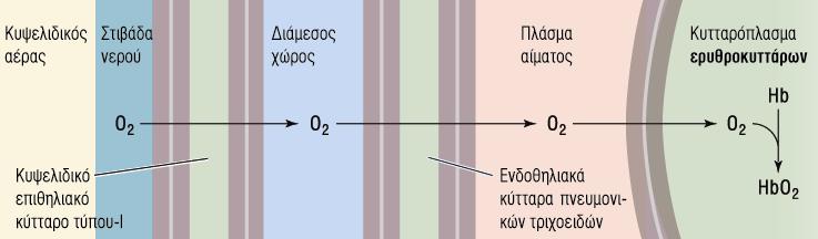 Η μεταφορϊ του Ο2 από τον κυψελιδικό αϋρα ςτην κυκλοφορύα απαιτεύ τη διϊχυςη του Ο2 μϋςω