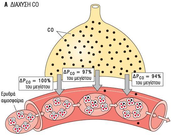 Η ροό του CO από την κυψελύδα ςτο ερυθρό αιμοςφαύριο εύναι τόςο αργό και η ικανότητα τησ Hb να το δεςμεύει τόςο μεγϊλη, ώςτε όλο ςχεδόν το ειςερχόμενο CO ςυνδϋεται με την