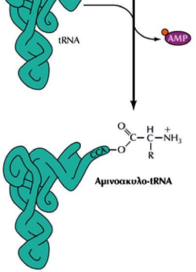 ΕΙΚΟΝΑ 8.2: Η πρόσδεση των αμινοξέων στα trna.