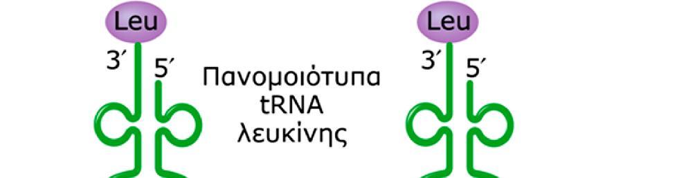 Αυτό σχετίζεται με τον εκφυλισμό του γενετικού κώδικα, καθώς: - τα αμινοξέα καθορίζονται από περισσότερα του ενός κωδικόνια - το ότι ορισμένα αμινοξέα προσδένονται σε περισσότερα από ένα είδη trna -