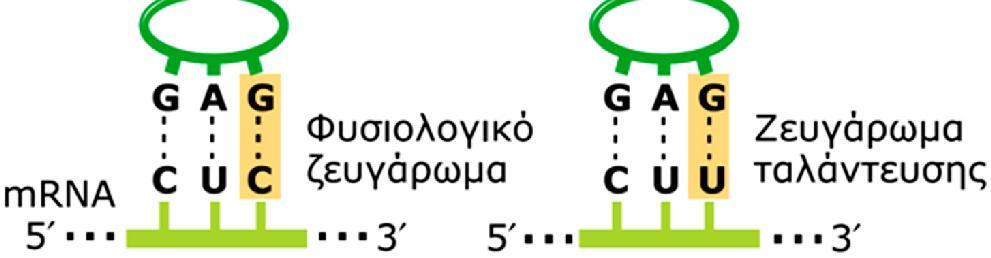 Αυτό το φαινόμενο της δημιουργίας μη τυπικών ζευγών βάσεων ονομάζεται ταλάντευση (wobble). Στο πλαίσιο της ταλάντευσης, παρατηρούνται ζεύγη βάσεων του τύπου G-U.