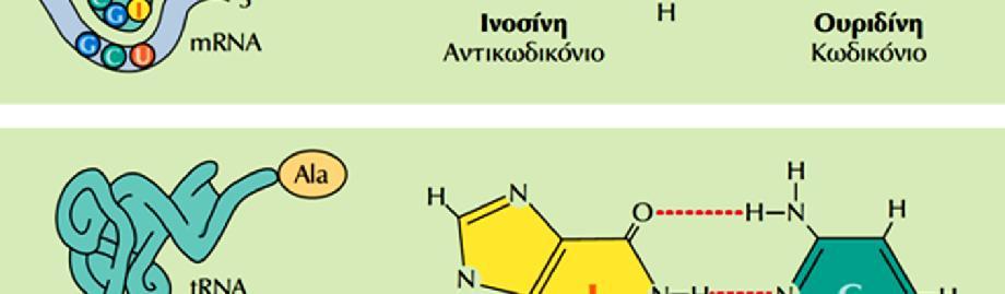 (I) του αντικωδικονίου είναι δυνατόν να ζευγαρώσει με μια ουριδίνη (U), μια