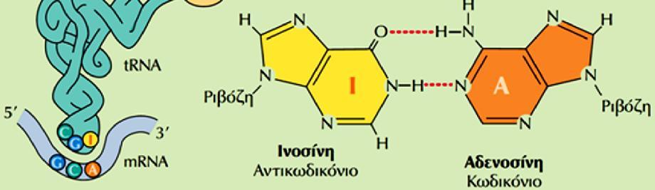 όσο και το κωδικόνιο UUU, ενώ το trna της αλανίνης (CGI) μπορεί να αναγνωρίσει