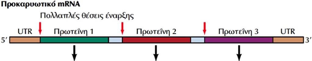 Η οργάνωση των προκαρυωτικών και των ευκαρυωτικών mrna και η έναρξη της μετάφρασης Πολυσιστρονικό mrna με 3 γονίδια (π.χ., οπερόνιο lac της E.