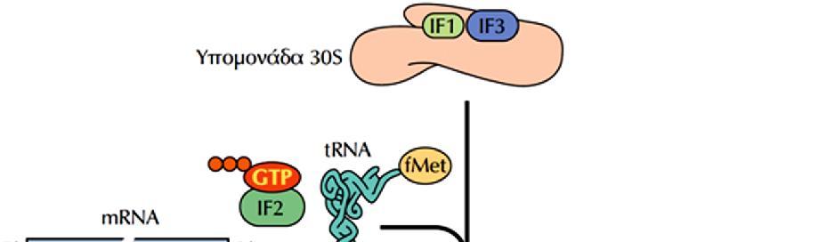 ΠΡΟΚΑΡΥΩΤΙΚΑ Η μορφή IF2-GTP μπορεί να δεσμεύσει το fmet εναρκτήριο trna, αλλά όχι η μορφή IF-2-GDP (προ) εναρκτήριο σύμπλοκο 70S ΕΙΚΟΝΑ 8.
