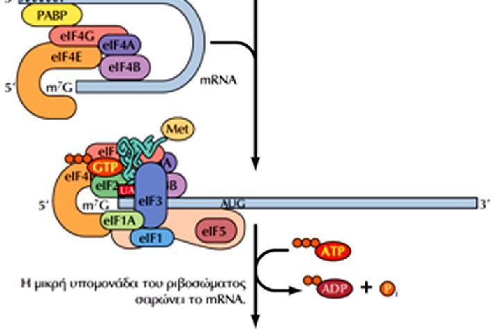 eif1, eif1a, eif3, eif5 Προεναρκτήριο σύμπλοκο Η μεταφορά του mrna στο προεναρκτήριο σύμπλοκο πραγματοποιείται μέσω της οικογένειας