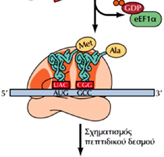 aminoacyl), η θέση P (πεπτιδυλο, peptidyl), και η θέση E (εξόδου, exit) Το εναρκτήριο