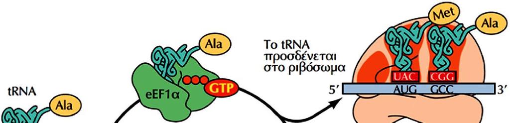 Καθώς η επιμήκυνση συνεχίζεται, ο eef1α (EF-Tu) που απελευθερώθηκε από το ριβόσωμα συνδεδεμένος με GDP, πρέπει να μετατραπεί και πάλι σε eef1α/gtp Αναγέννηση του συμπλόκου eef1α/gtp από τον eef1βγ